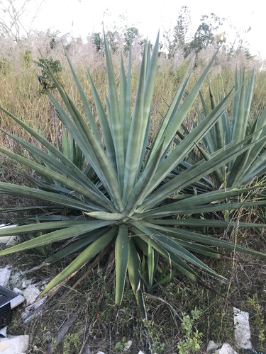 Agave sisalana
