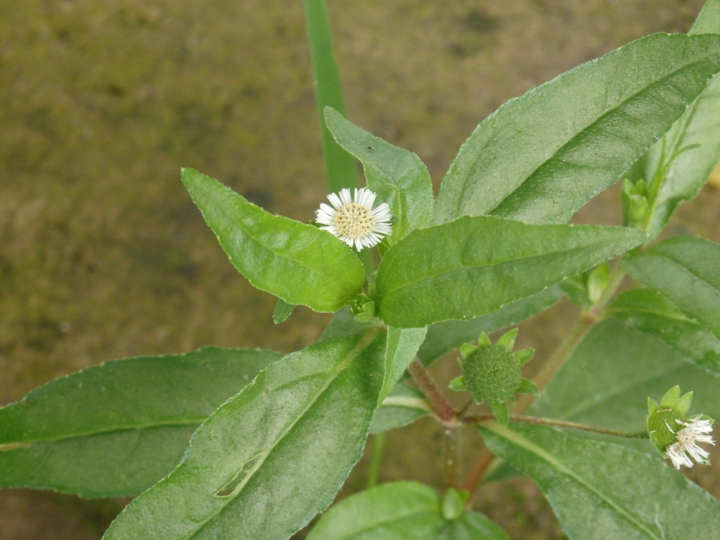 False Daisy (Eclipta prostrata)