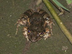 Leptodactylus latinasus