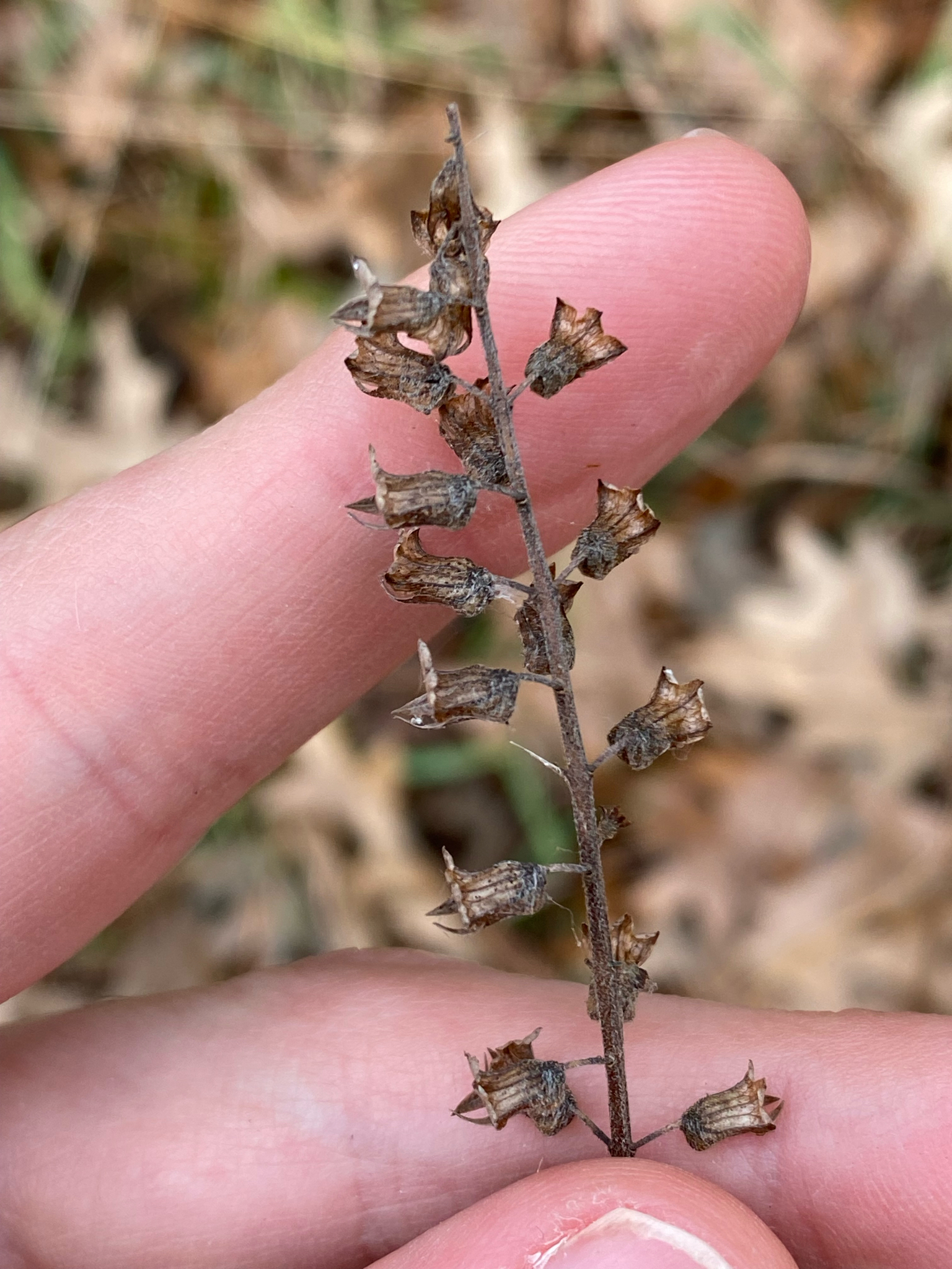 Photo by Thomas Dean via iNaturalist (Copyright Thomas Dean)