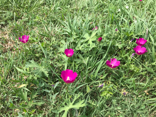 iNaturalist observation photo of winecup mallow
