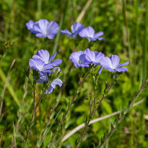Anatolian flax (Linum hirsutum)