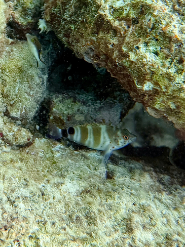 Grannyfish (Amblycirrhitus pinos) — Cirrhitidae
