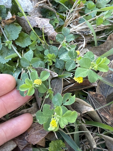 Medicago lupulina