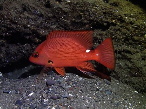 Timor snapper (Lutjanus timoriensis) — Lutjanidae — 5