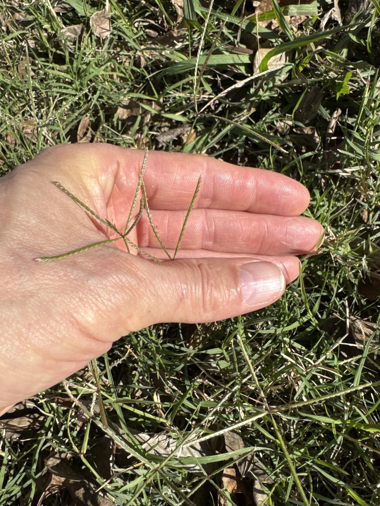 Foto de Grama-bermuda