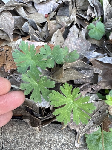 Carolina geranium