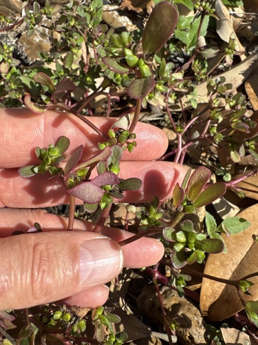 Portulaca oleracea