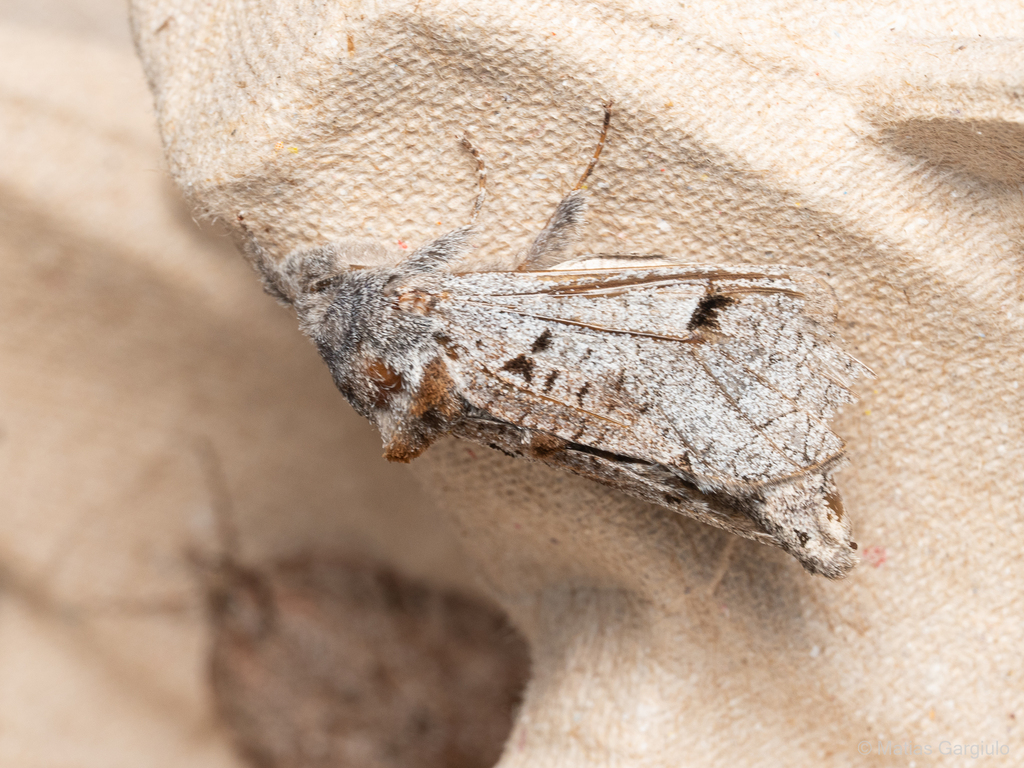 Givira brunneoguttata