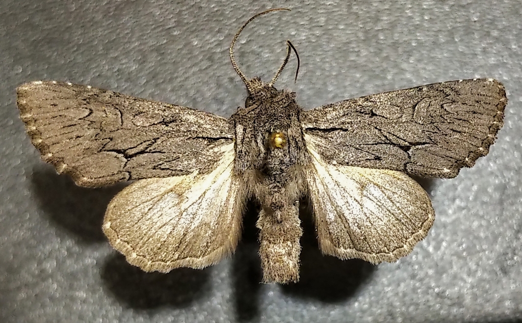 Dark Grey Fishia Moth