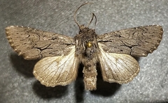 Fishia yosemitae