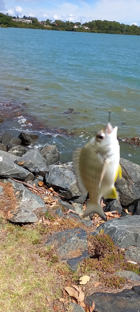 Australian sea bream (Acanthopagrus australis) — Sparidae
