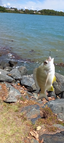Australian sea bream (Acanthopagrus australis) — Sparidae