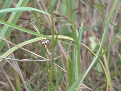 Lobelia stenophylla