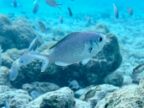 Bruine juffervis (Chromis multilineata) — Pomacentridae