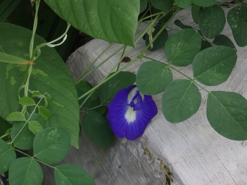 Clitoria ternatea