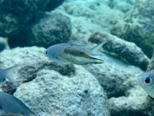 Caribische scherpneuskogelvis (Canthigaster rostrata) — Tetraodontidae — 5