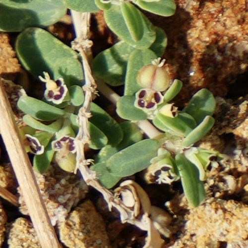 Euphorbia recurva observed 2025-06-28