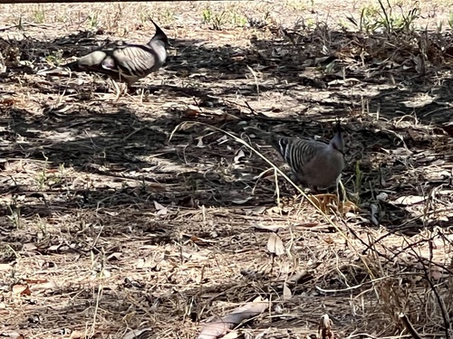 Crested Pigeon (Ocyphaps lophotes), photo 8