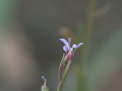 Lobelia stenophylla