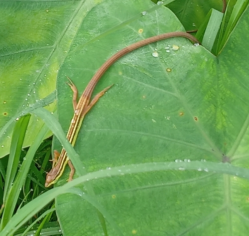 Takydromus sexlineatus