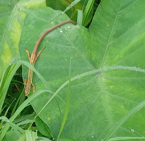 Takydromus sexlineatus
