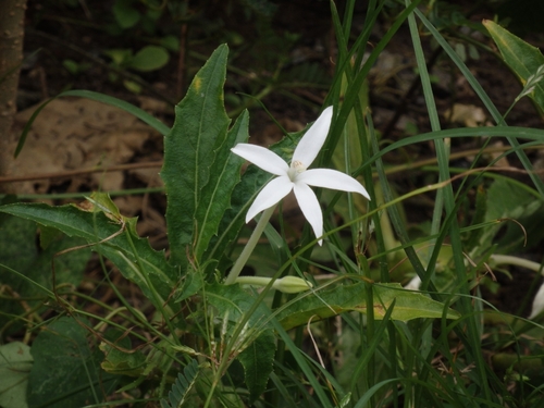 Star of Bethlehem
