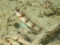 Longspine Shrimpgoby photo 3