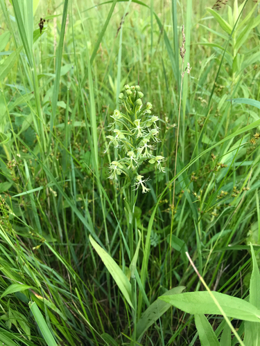 iNaturalist observation photo of ragged fringed orchid