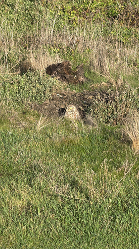 View observation of {o.common_name} on iNaturalist