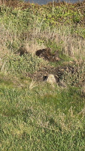 View observation of {o.common_name} on iNaturalist