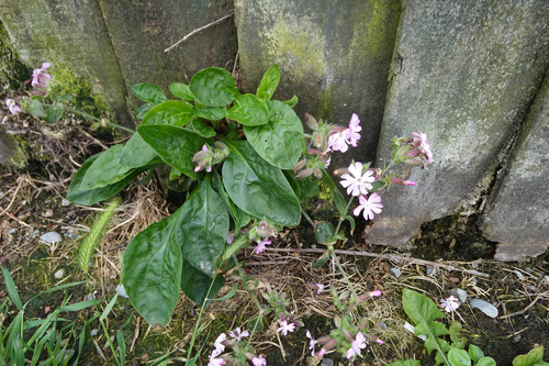Ein weiteres Foto von Red campion