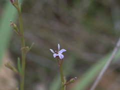 Lobelia stenophylla