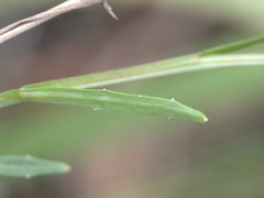 Lobelia stenophylla