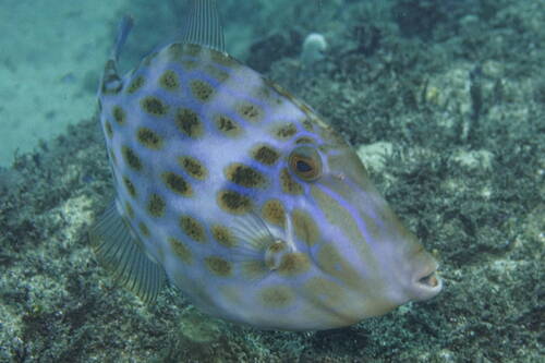 Deep-bodied leatherjacket (Eubalichthys mosaicus) — Monacanthidae — 3