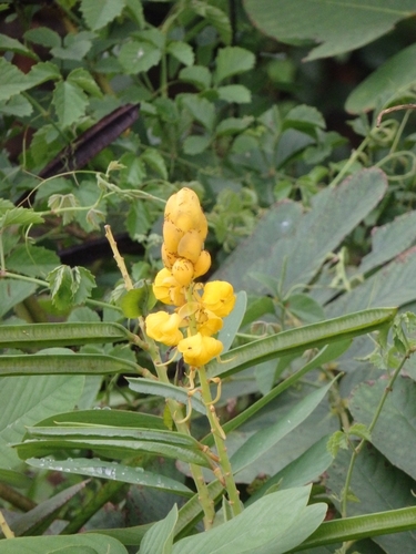 Candelabra Bush