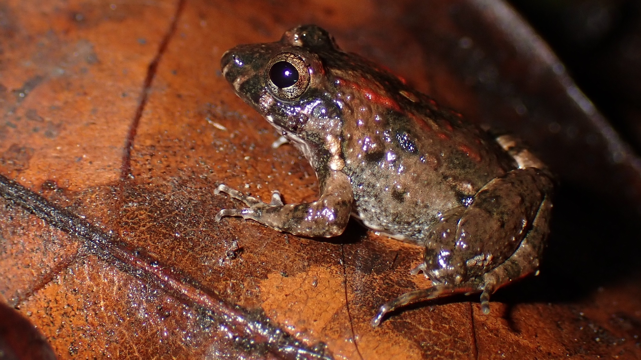Leptodactylus petersii (Steindachner, 1864)