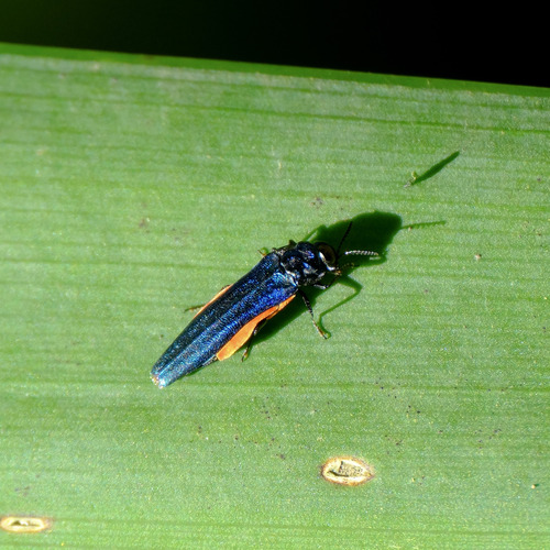Agrilus augustus