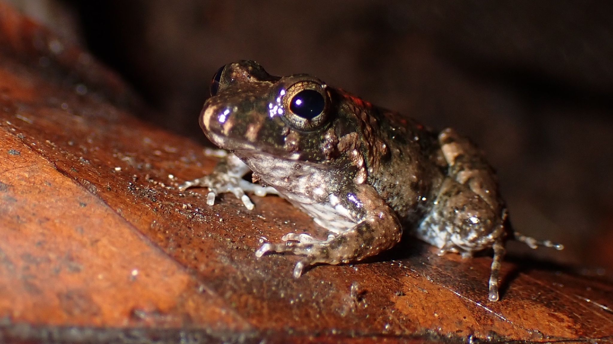 Leptodactylus petersii (Steindachner, 1864)