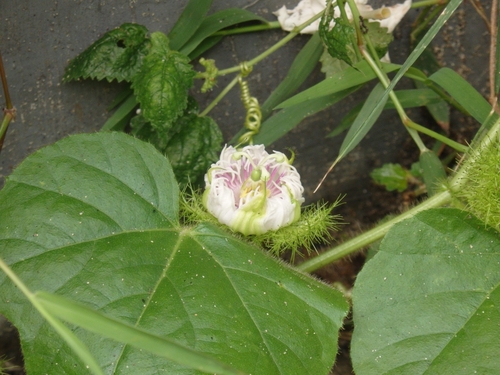 Passiflora vesicaria