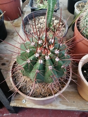 Melocactus ernestii