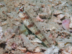 Longspine Shrimpgoby photo 1