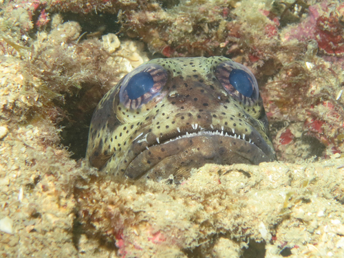 Papuan jawfish (Opistognathus papuensis) — Opistognathidae — 4