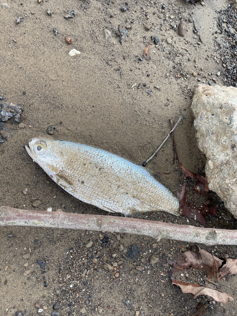Freshwater herring (Hiodon tergisus) — Hiodontidae