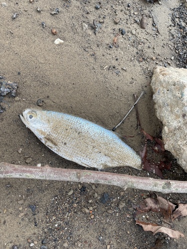 Freshwater herring (Hiodon tergisus) — Hiodontidae