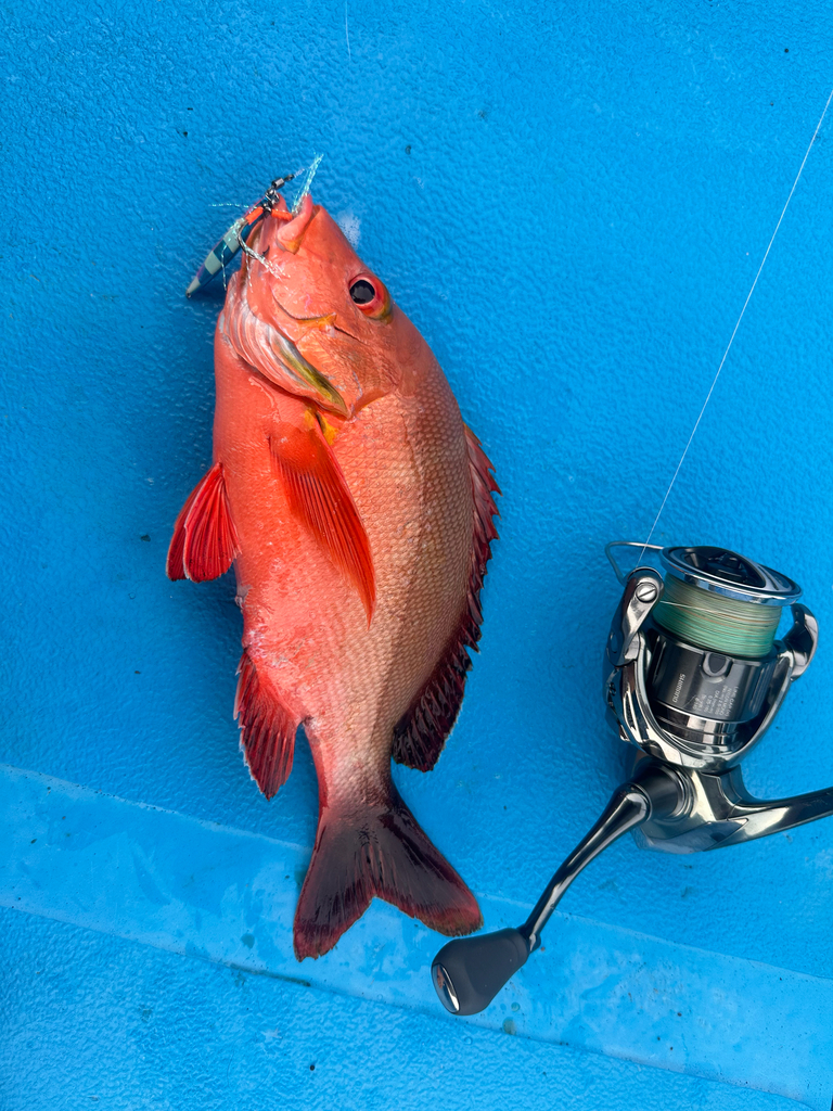 Humpback red snapper (Lutjanus gibbus) — Lutjanidae