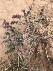 Salsola tragus