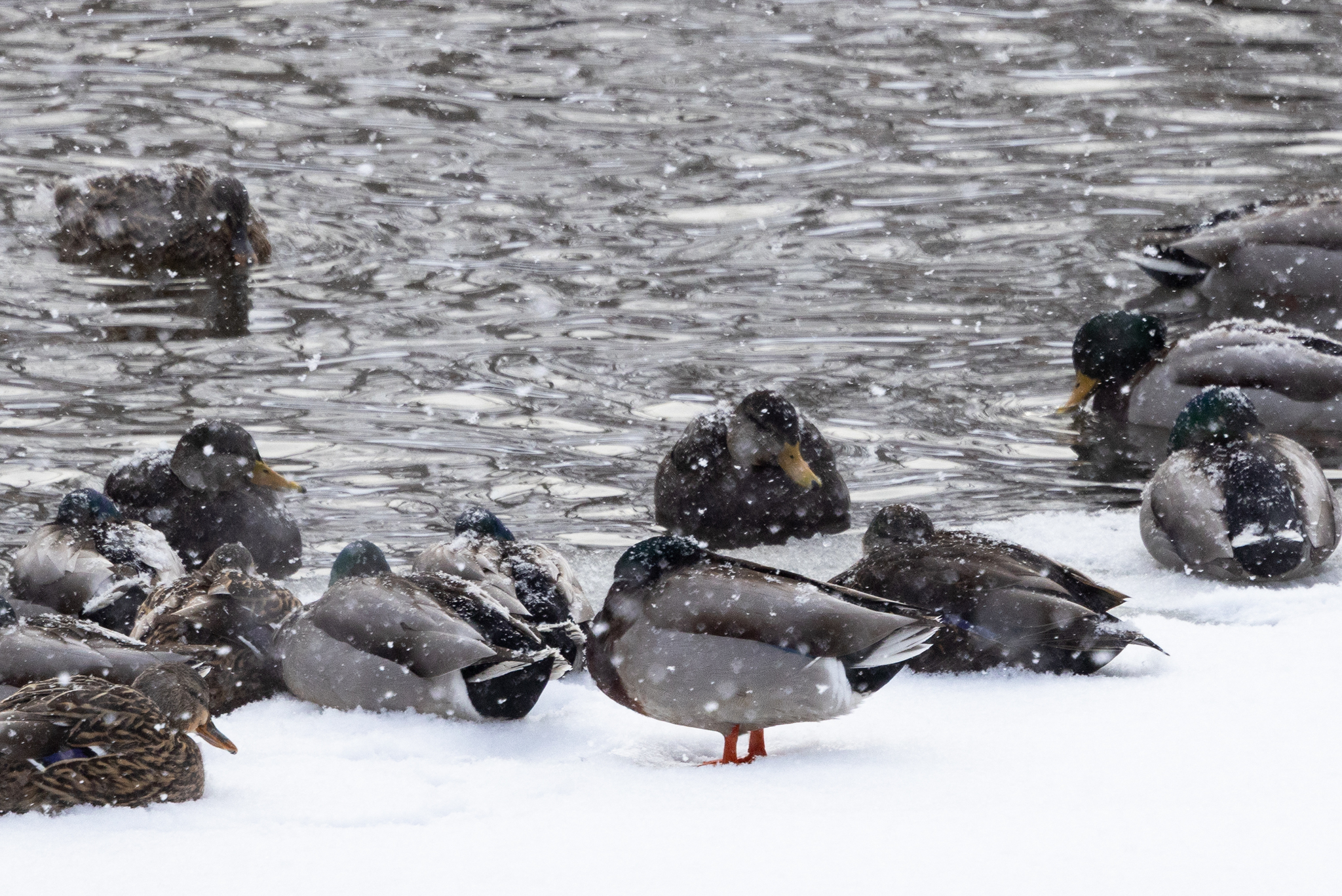 American Black Duck (Anas rubripes), photo 3