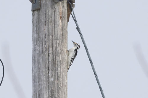 Hairy Woodpecker (Leuconotopicus villosus), photo 4