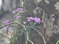 Epidendrum centropetalum